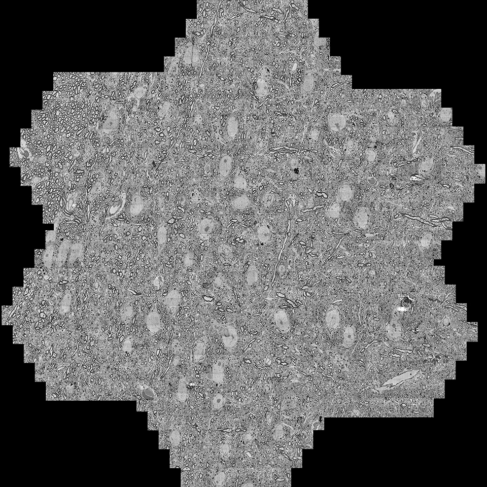 Einzelne hexagonale Multistrahl-Sehfelder (mFoV), zusammengesetzt anhand eines exemplarischen Satzes von sieben mFoV aus dem vorherigen Datensatz.
