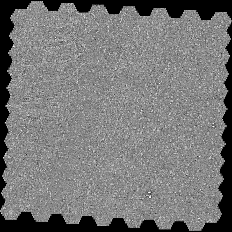 Zusammengesetztes Mosaik eines Quadratmillimeters, aufgenommen mit 4 nm Pixelgröße in 6,5 Minuten aus einem 30 nm dicken Hirnschnitt, präpariert mit einem kontrastreichen Färbeprotokoll und geschnitten mit einem ATUMtome, einem Ultramikrotom, das die Schnitte auf einer Trägerfolie sammelt.