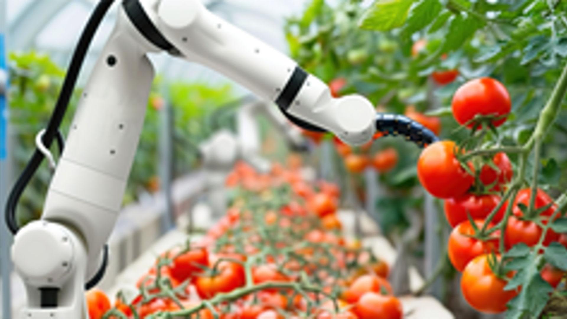 A robot arm tends to tomato plants in a green house