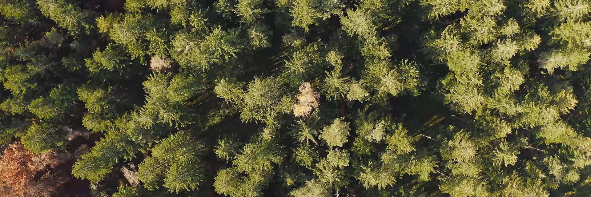 Aerial shot of a coniferous forest