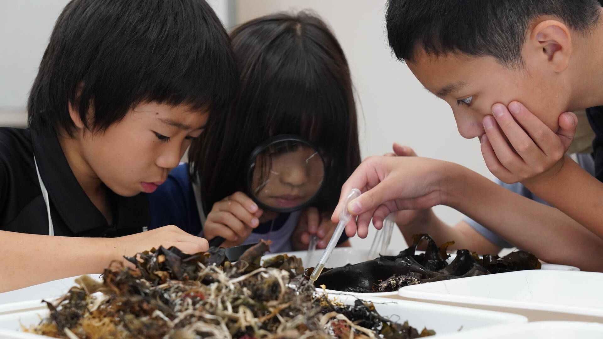 Children work on animal and plant samples