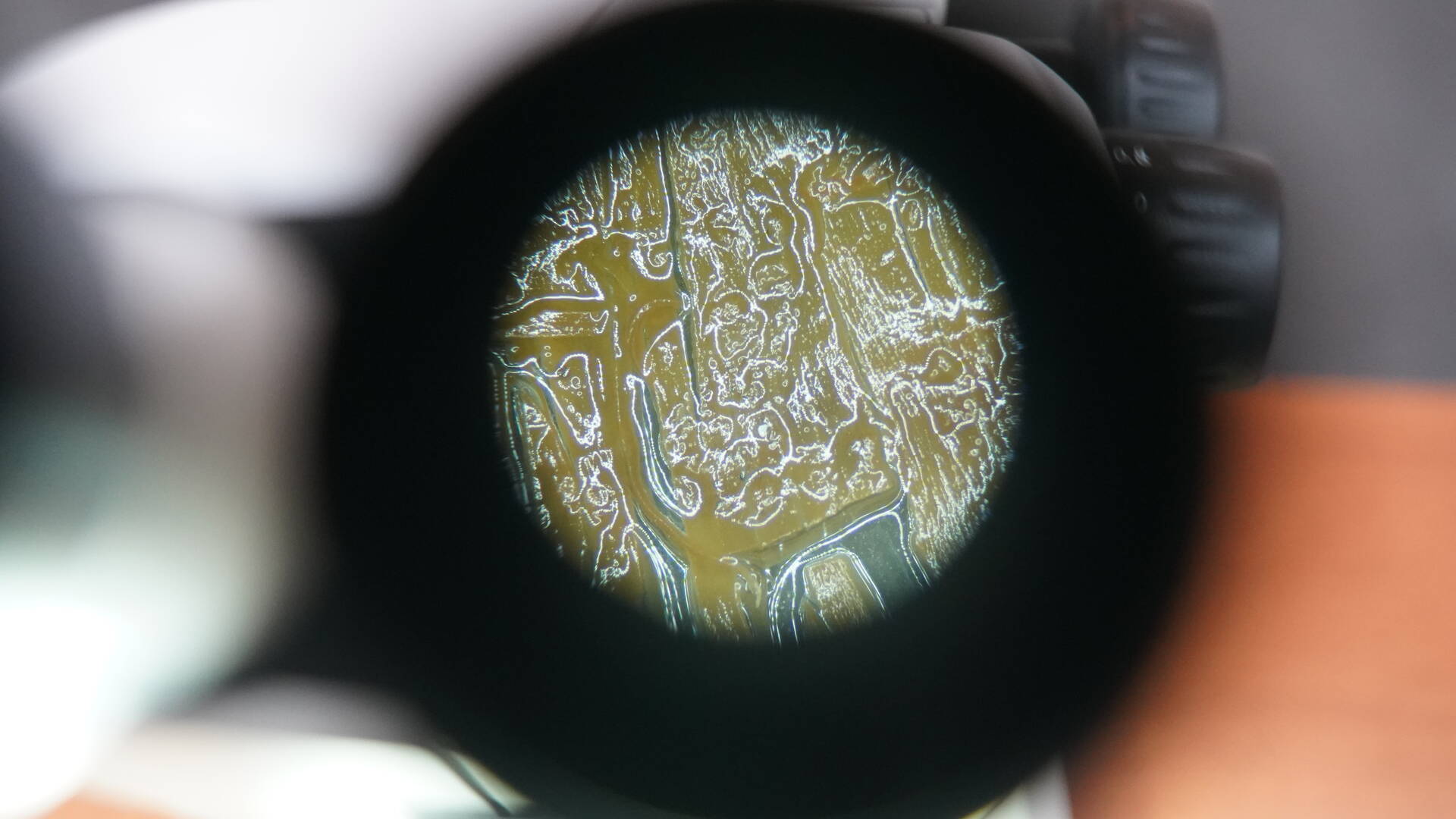 View of an algae leaf through a microscope