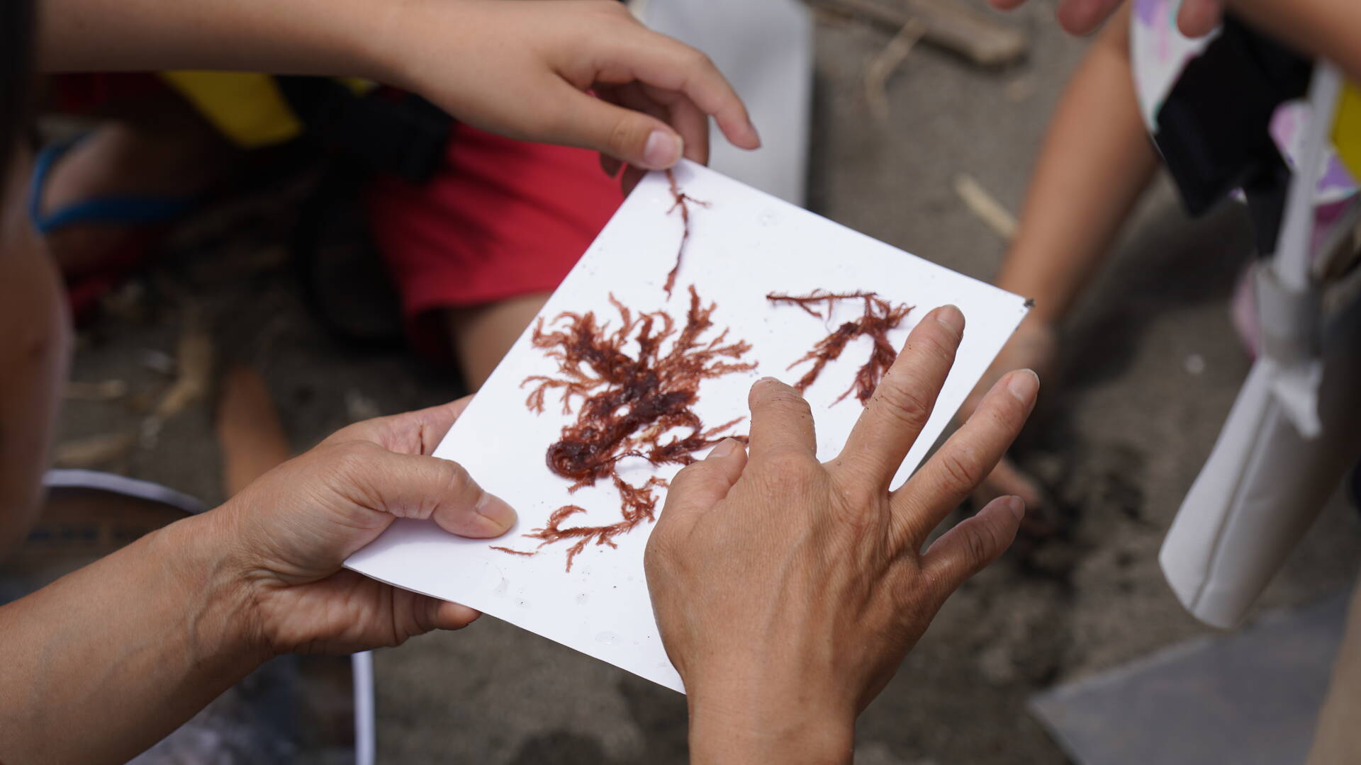 Red aquatic plants are examined on a white base