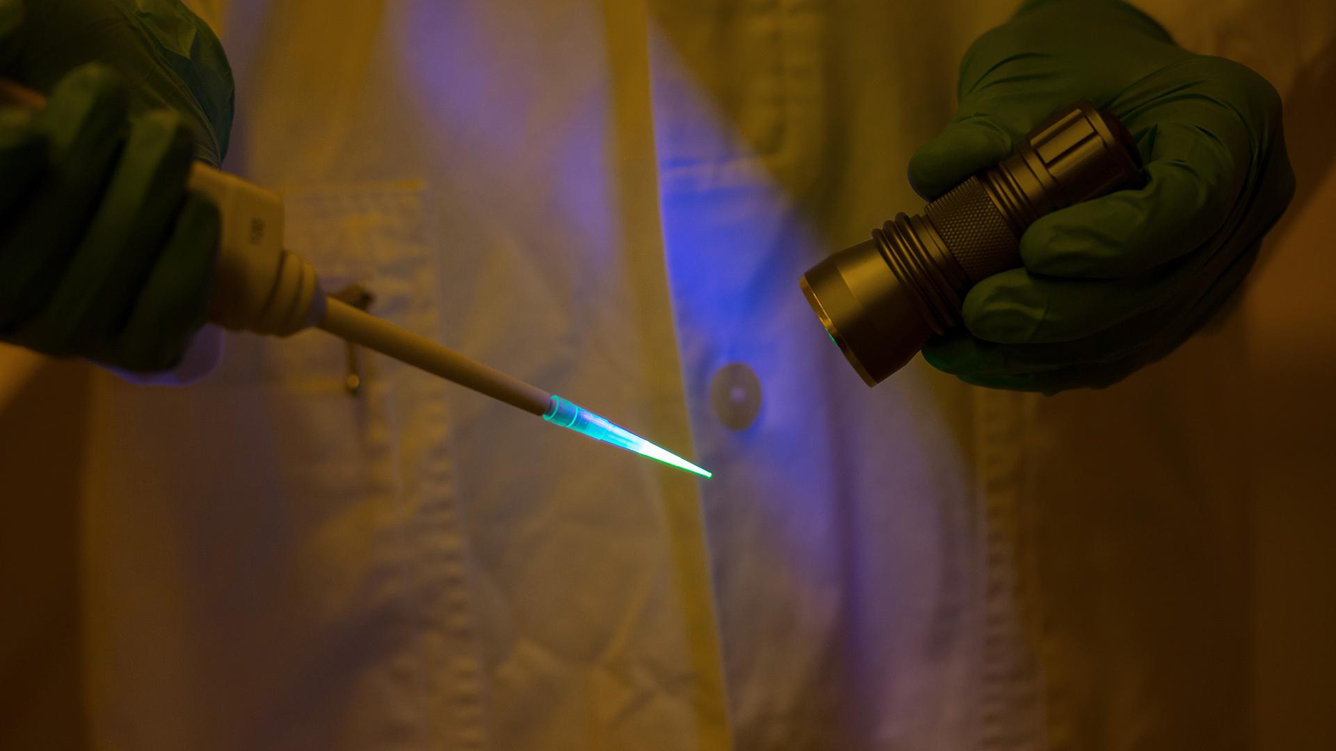 When seen under a UV light, the florescent dye appears clearer, as shown in the following photos.