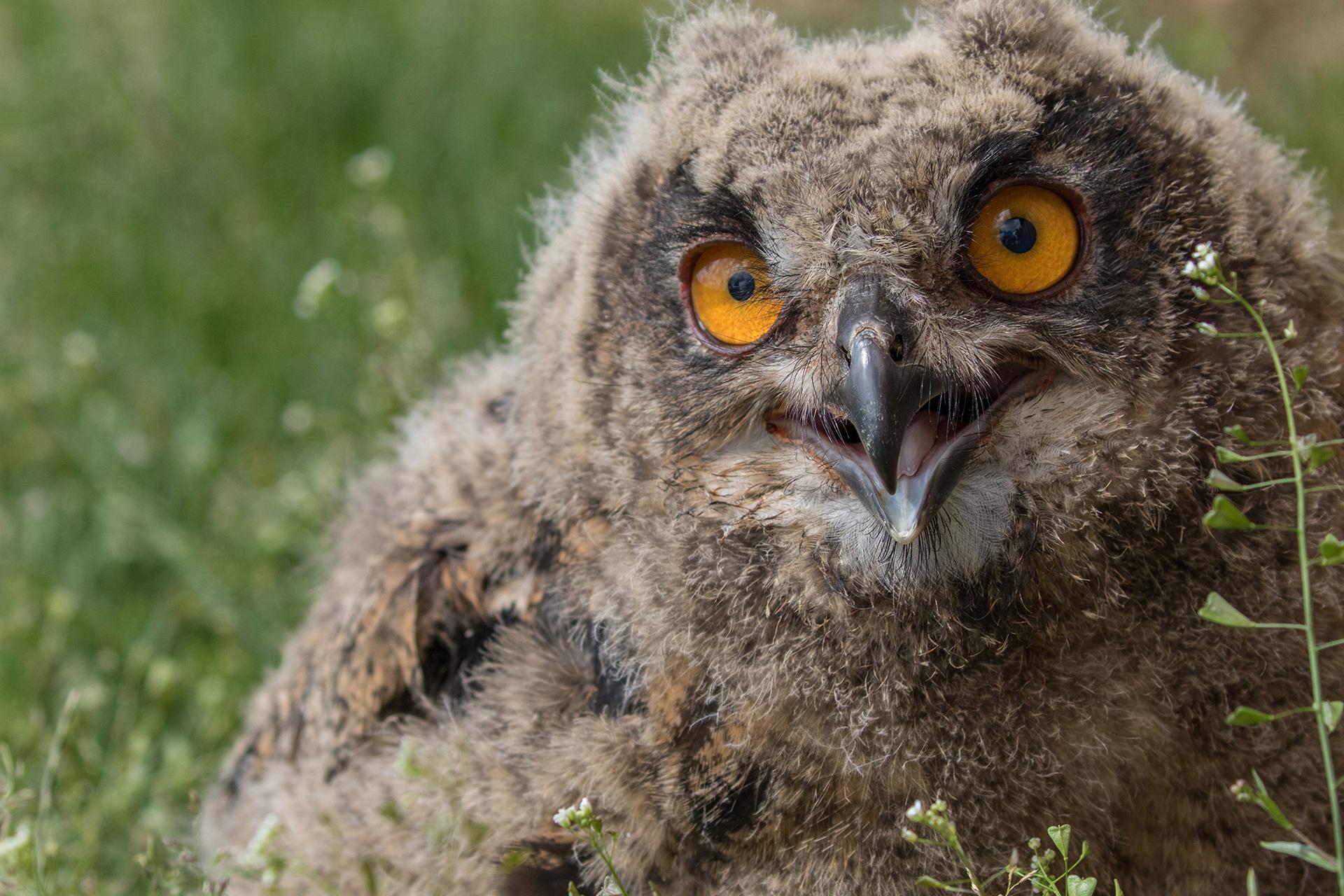 A happy ending: this orphaned eagle-owl chick was eventually released back into the wild from the rescue center in Otterfing near Munich.