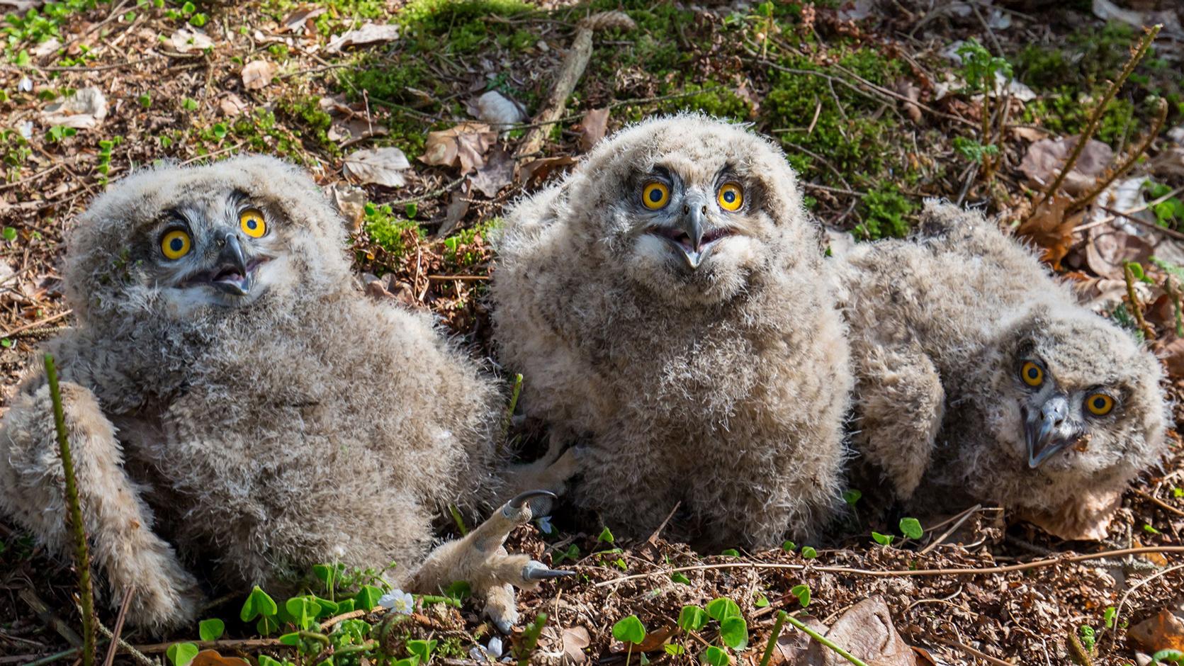 Dedicated to Protecting Eagle-Owls