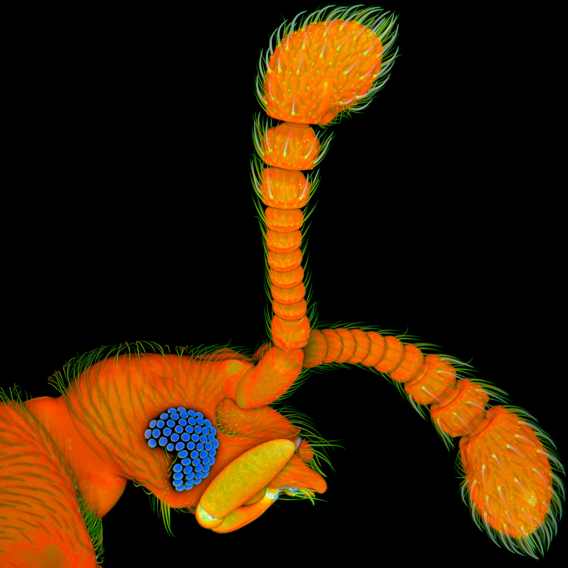 Beetle of the genus Circocerus, collected from leaf litter in the Peruvian lowland Amazon rainforest. Sample provided by Dr. Joseph Parker. Imaged with a ZEISS LSM 800 confocal microscope.