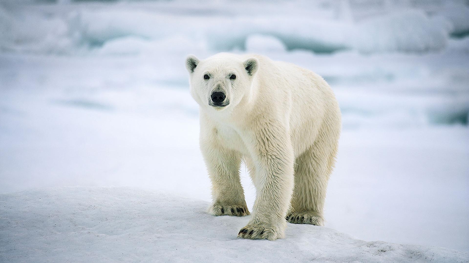 Sebastian Copeland,  award-winning photographer, adventurer and environmental advocate.