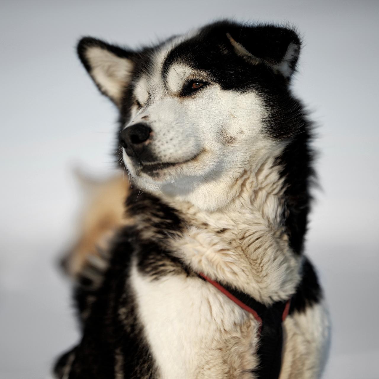 Dog sleds in Greenland