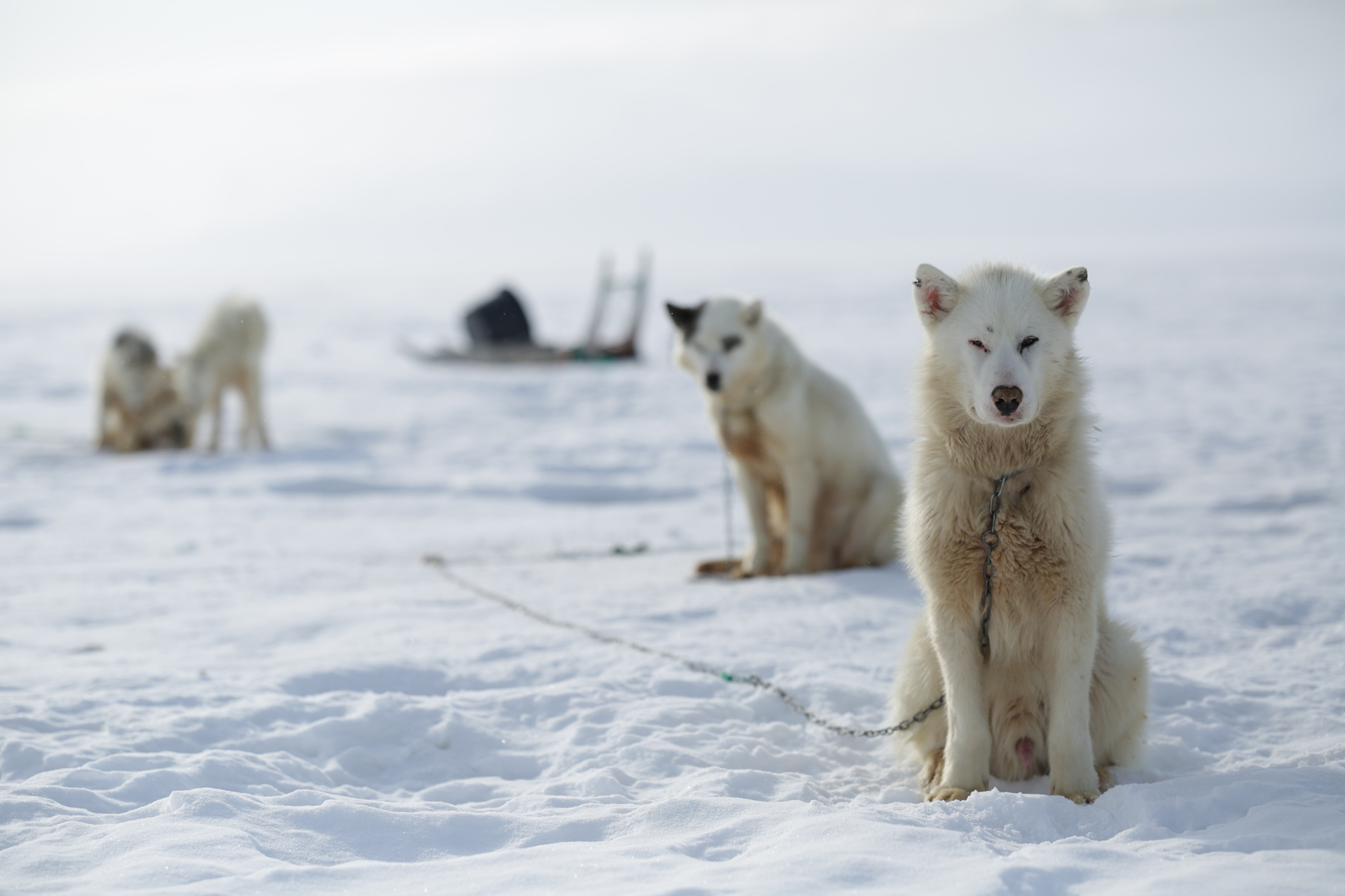 Dog sleds in Greenland