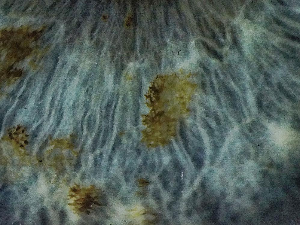 25x magnification of a blue iris