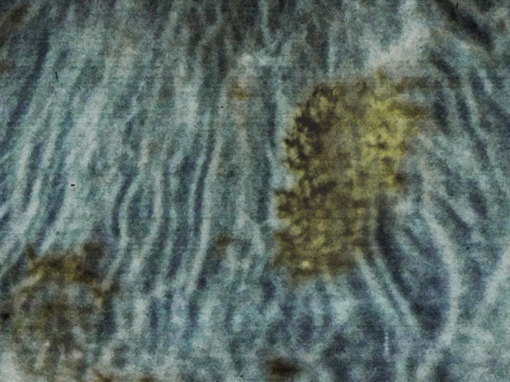 16x magnification of a blue iris