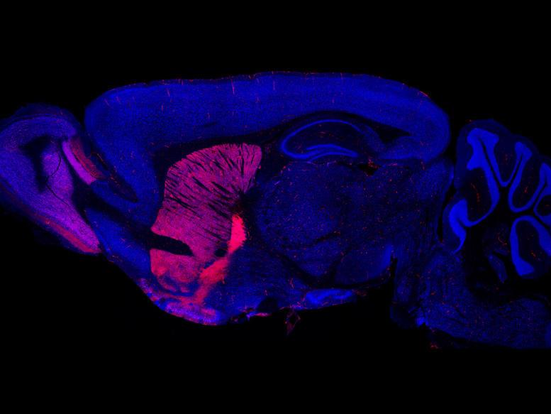 Fast and Flexible Slide Scanning for Fluorescence and Brightfield