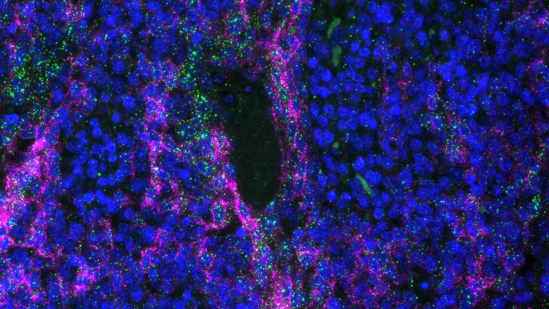 biomolecule detection and imaging
