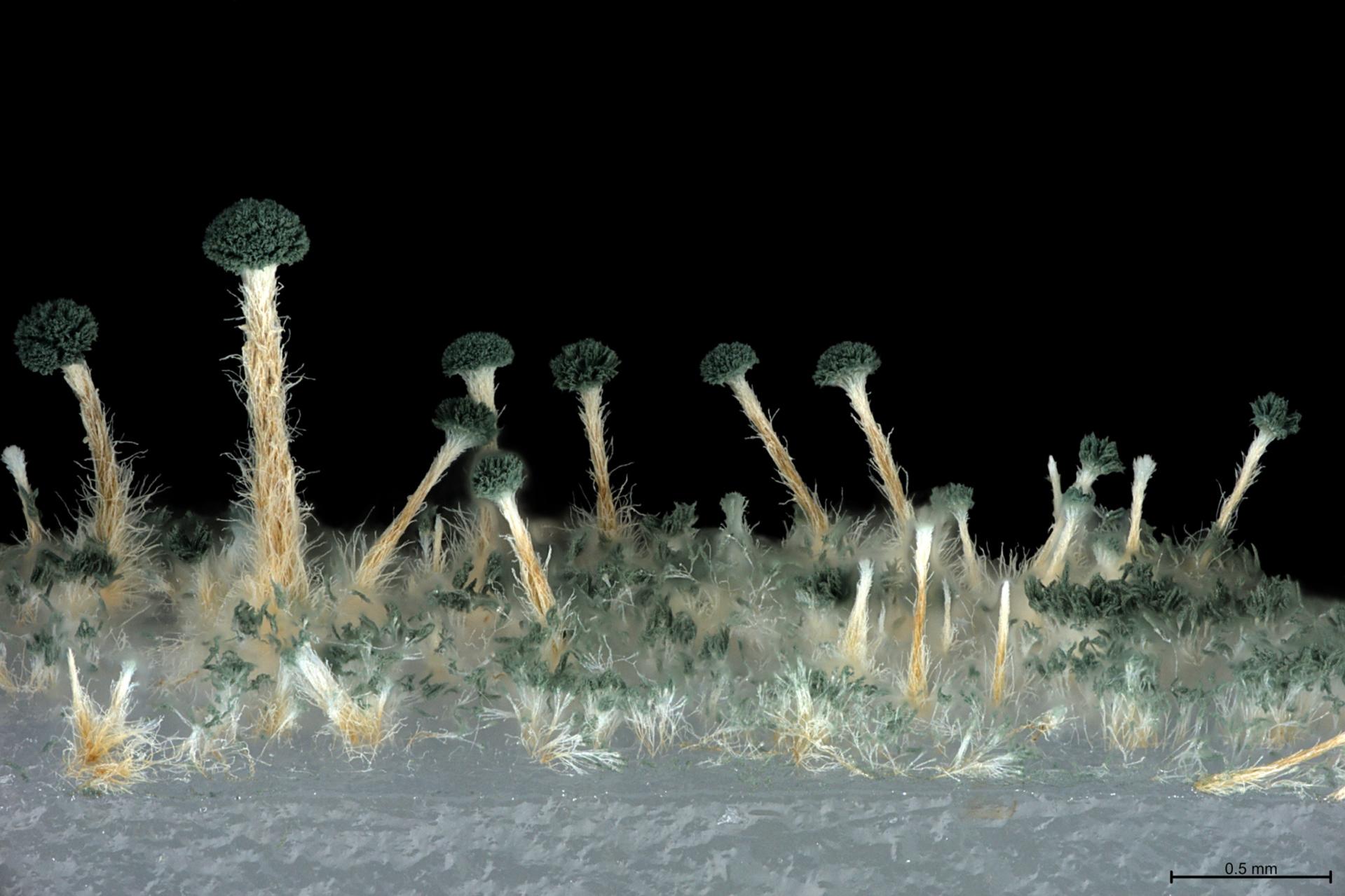 3. Platz: Neue Talaromyces-Pilzart, die auf Hafermehl-Wachstumsmedium wächst, aufgenommen mit dem Zoom-Mikroskop ZEISS AxioZoom.V16 Mit freundlicher Genehmigung: C. Visagie, Universität Pretoria, Südafrika