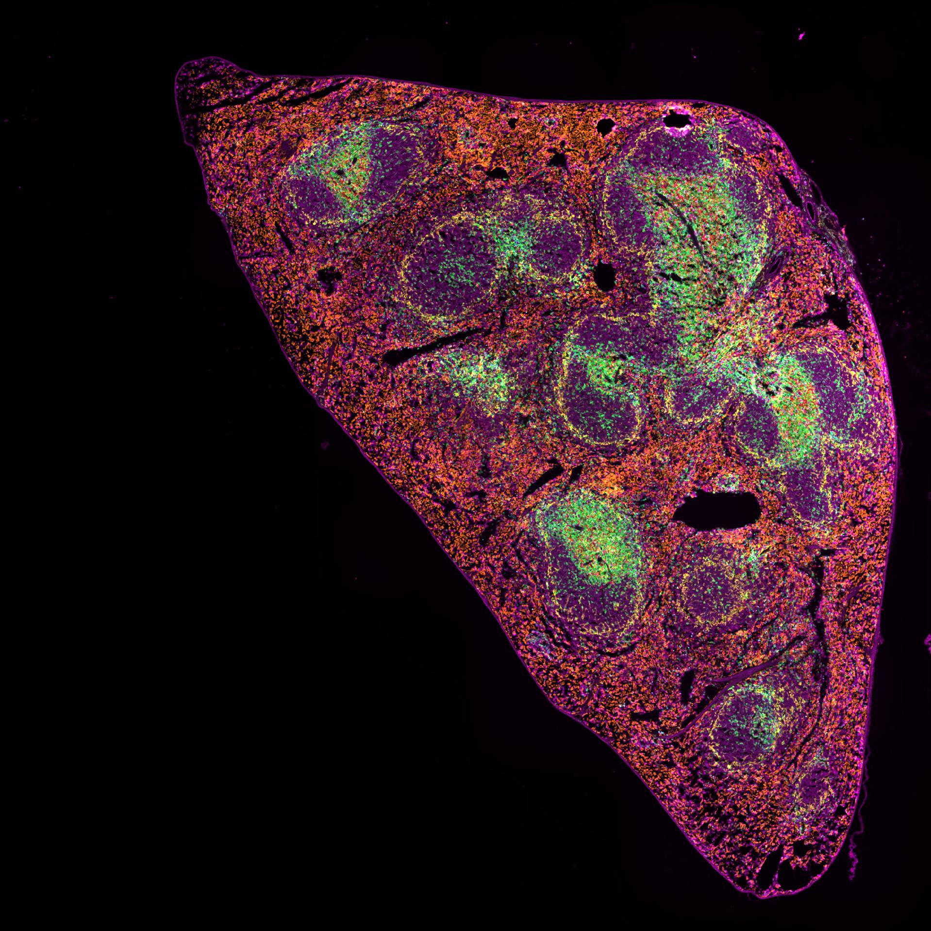 5 μm FFPE section of mouse spleen simultaneously stained with 7 IF markers plus DAPI (not shown), imaged on ZEISS Axioscan 7 spatial biology