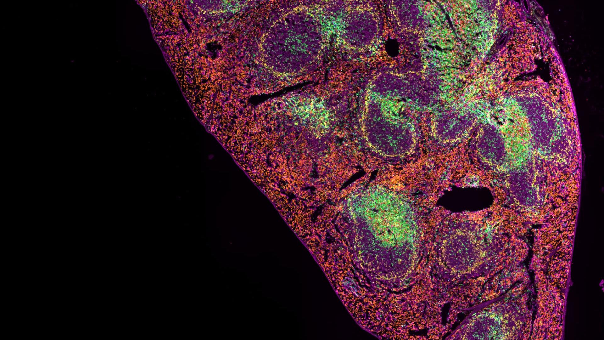 5 μm FFPE section of mouse spleen simultaneously stained with 7 IF markers plus DAPI (not shown), imaged on ZEISS Axioscan 7 spatial biology