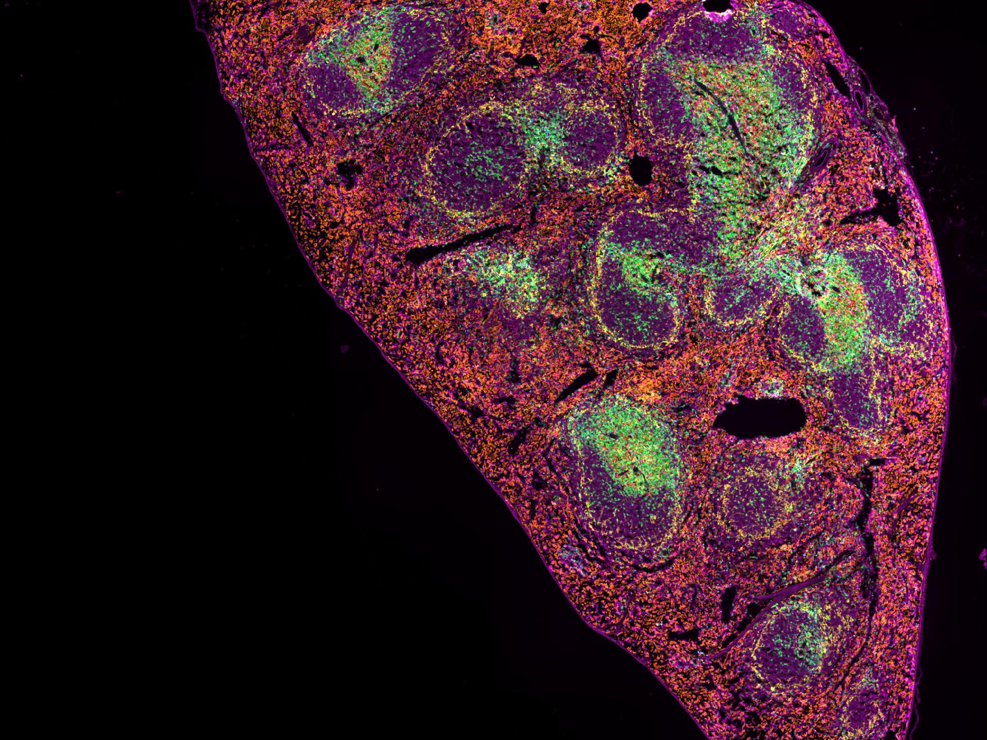 5 μm FFPE section of mouse spleen simultaneously stained with 7 IF markers plus DAPI (not shown), imaged on ZEISS Axioscan 7 spatial biology