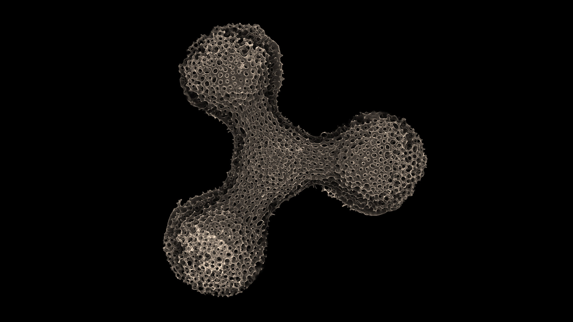 Winning image in the category of Geosciences & Natural Resources: "Microfossil of radiolarian for micropaleontology", acquired with ZEISS LSM 780. Courtesy: S. Colin, Max Planck Institute for Biology, Tuebingen, Germany