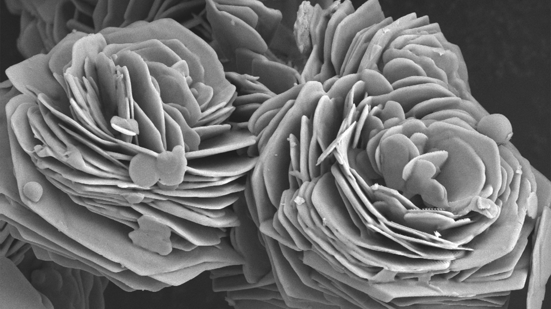 Winning image in the category of Materials Science: "Zinc sulfide semiconductor nanoparticles", acquired with ZEISS GeminiSEM 300. Courtesy of Ü. Bayram, Abdullah Gül University, Kayseri, Turkey