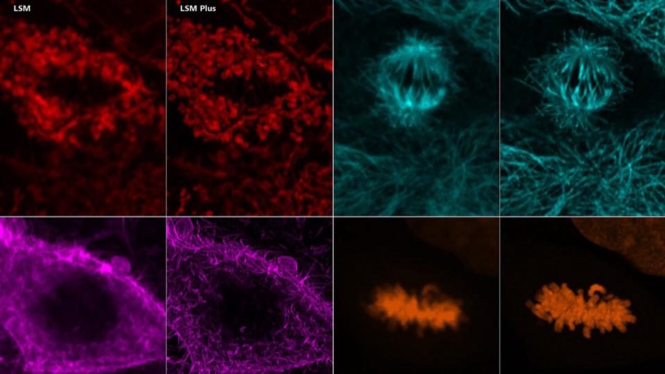 Cos-7 cells imaged with ZEISS LSM Plus