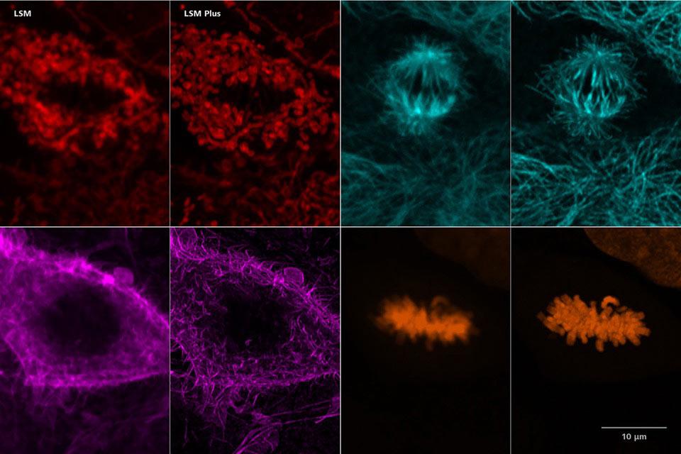Cos-7 cells imaged with ZEISS LSM Plus