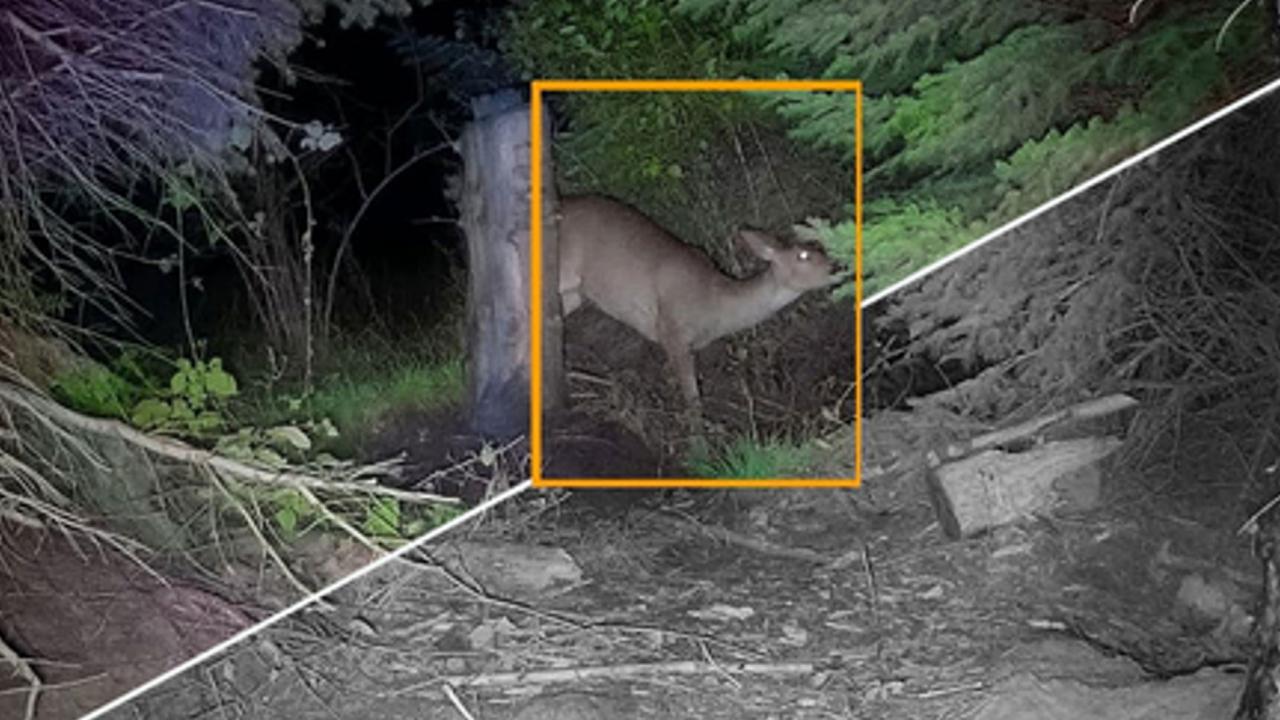 Un'immagine notturna di fauna selvatica, catturata da una fotocamera da caccia ZEISS, che mette in risalto un cervo nel suo habitat naturale nella foresta con eccezionale nitidezza e dettaglio.