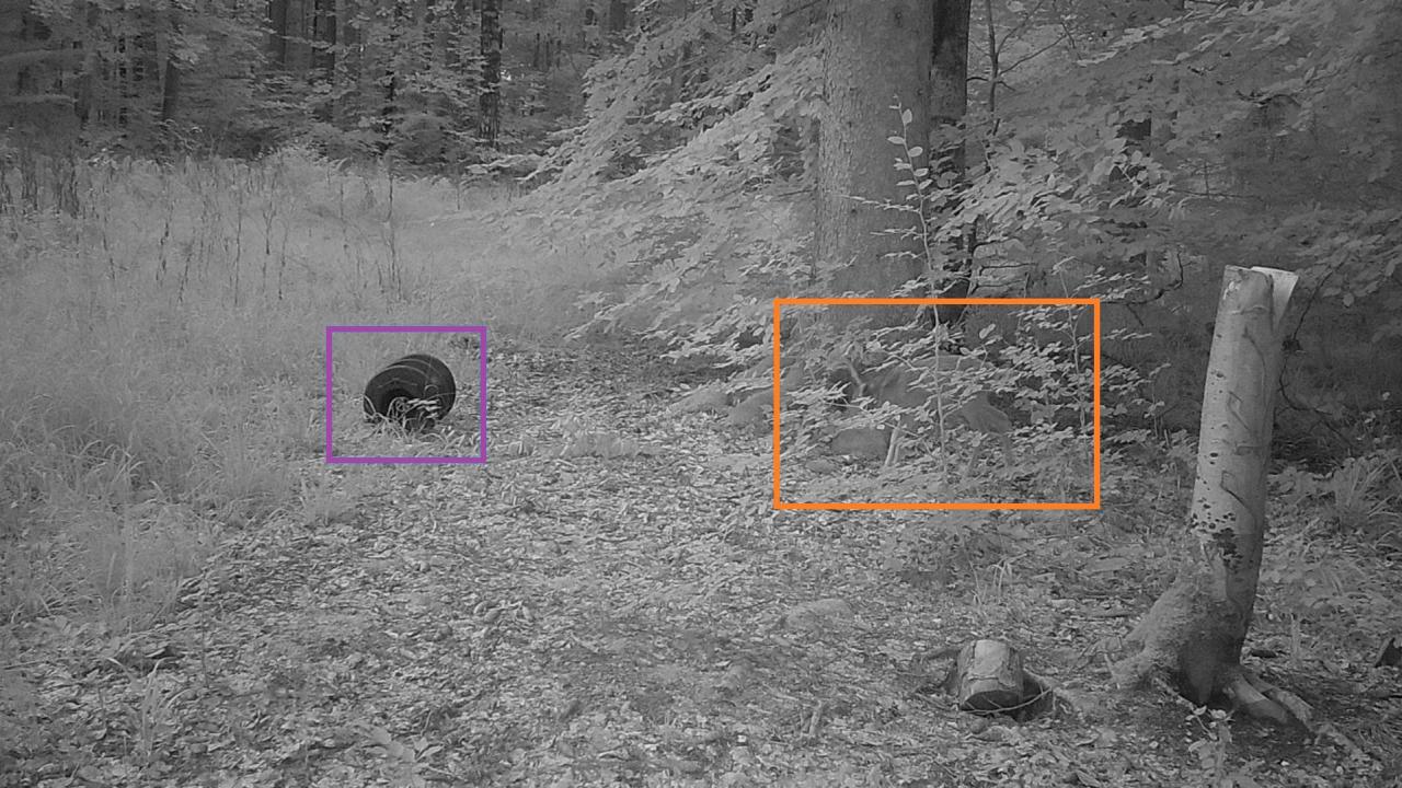 Un'immagine notturna catturata dalla tecnologia di termografia ZEISS, che rivela un cinghiale e un tasso nel loro habitat naturale nella foresta.