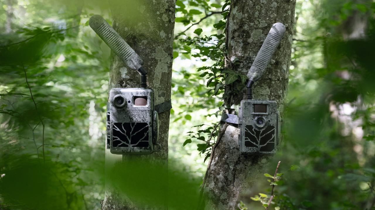 Due fototrappole ZEISS montate sugli alberi in una foresta rigogliosa, pronte a catturare immagini e video di alta qualità della fauna selvatica nel suo habitat naturale.