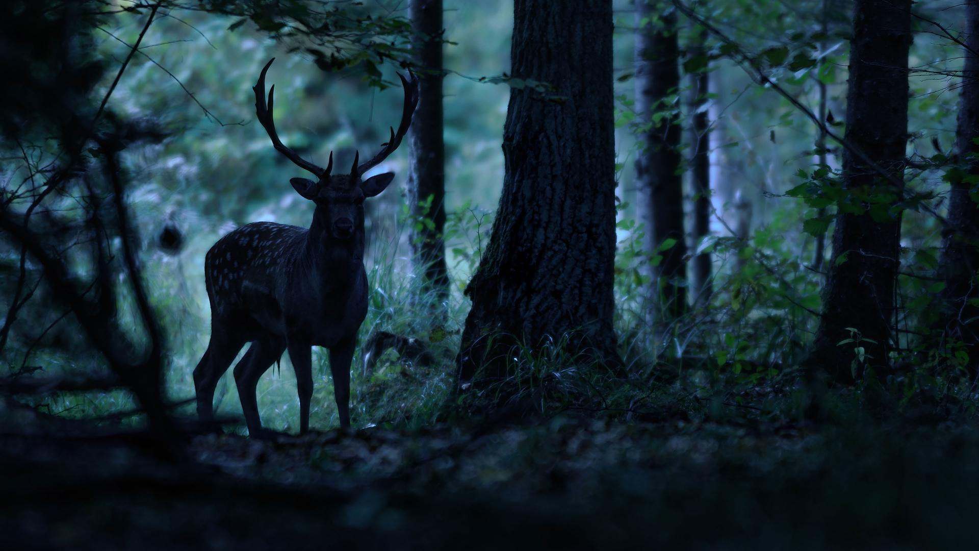 Deer in a twilight forest, captured in low light, illustrating the 95% light transmission of ZEISS Victory HT riflescopes for clear vision in challenging conditions