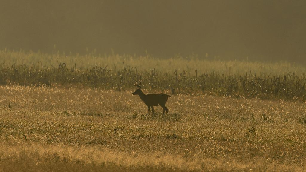 ZEISS Victory HT | Unmatched brightness for successful hunts in