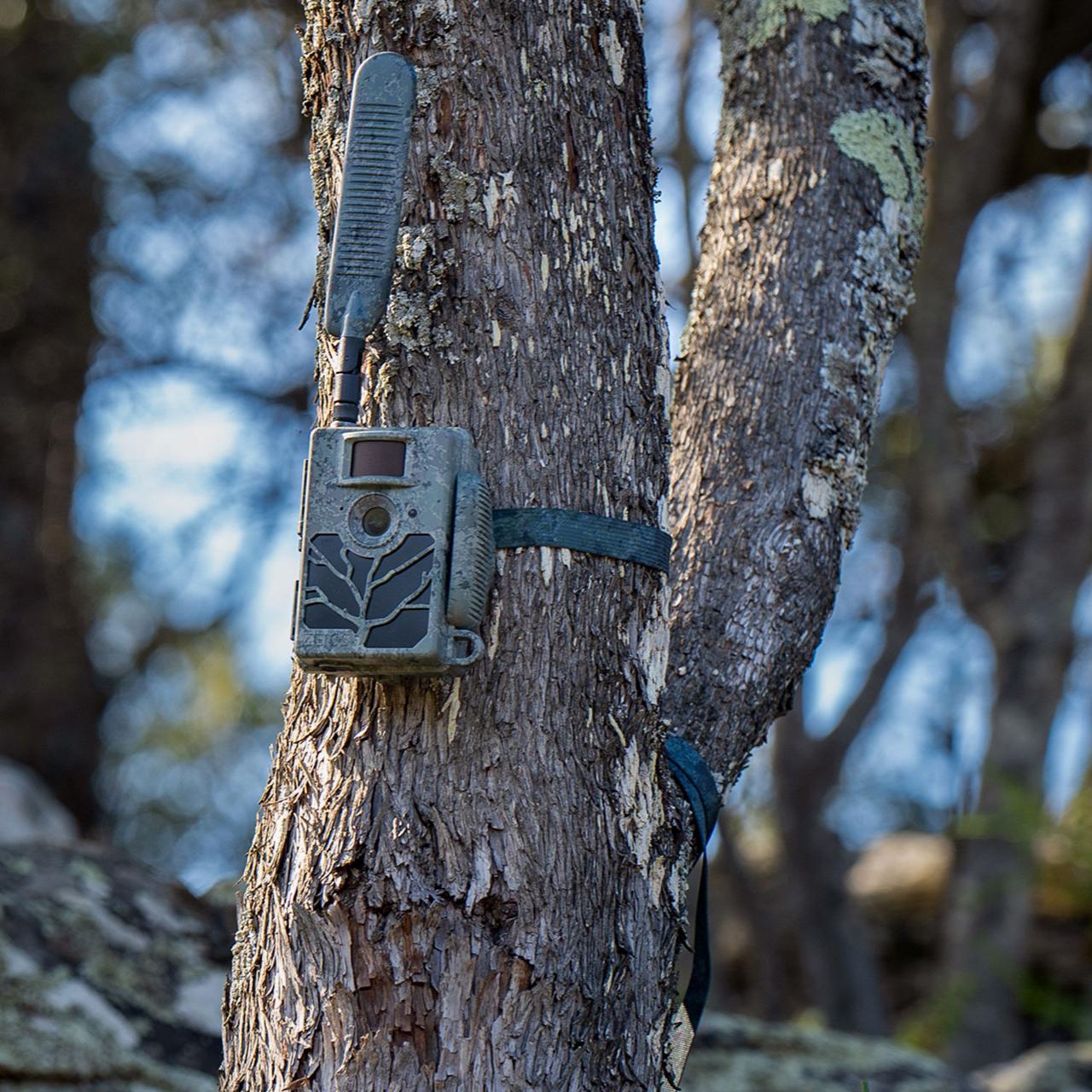 Deer Best Trail Cameras With Cellular Big Buck Trail Wildlife Best
