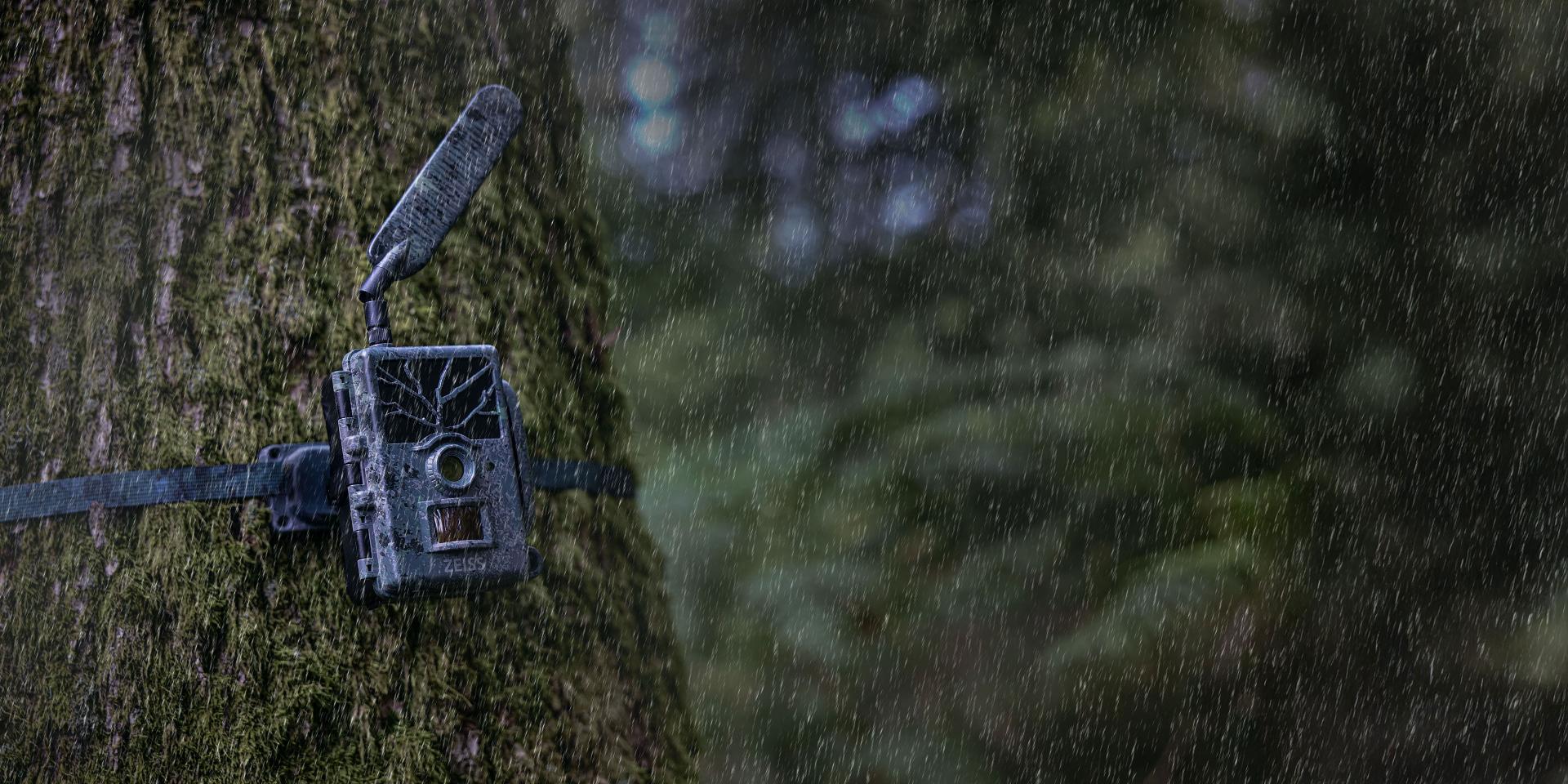 Una fotocamera da caccia ZEISS è fissata al tronco di un albero ricoperto di muschio in un ambiente forestale.