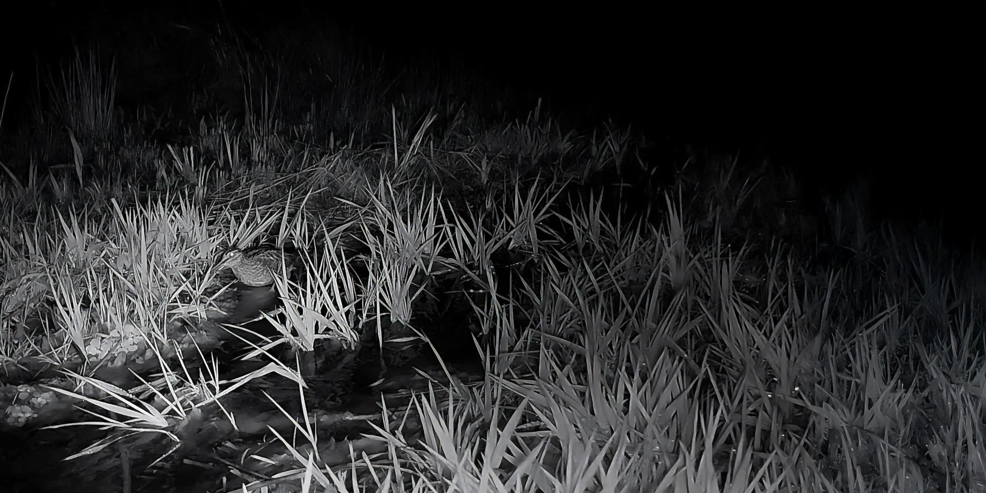 Un cervo, in posizione di allerta ai margini di una radura nella foresta di notte, è ritratto con dettagli in bianco e nero.