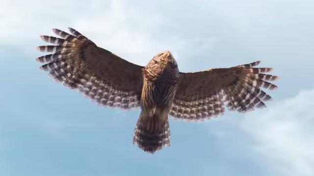 A hawk with outstretched wings soars against a blue sky with light clouds, showcasing detailed feather patterns.