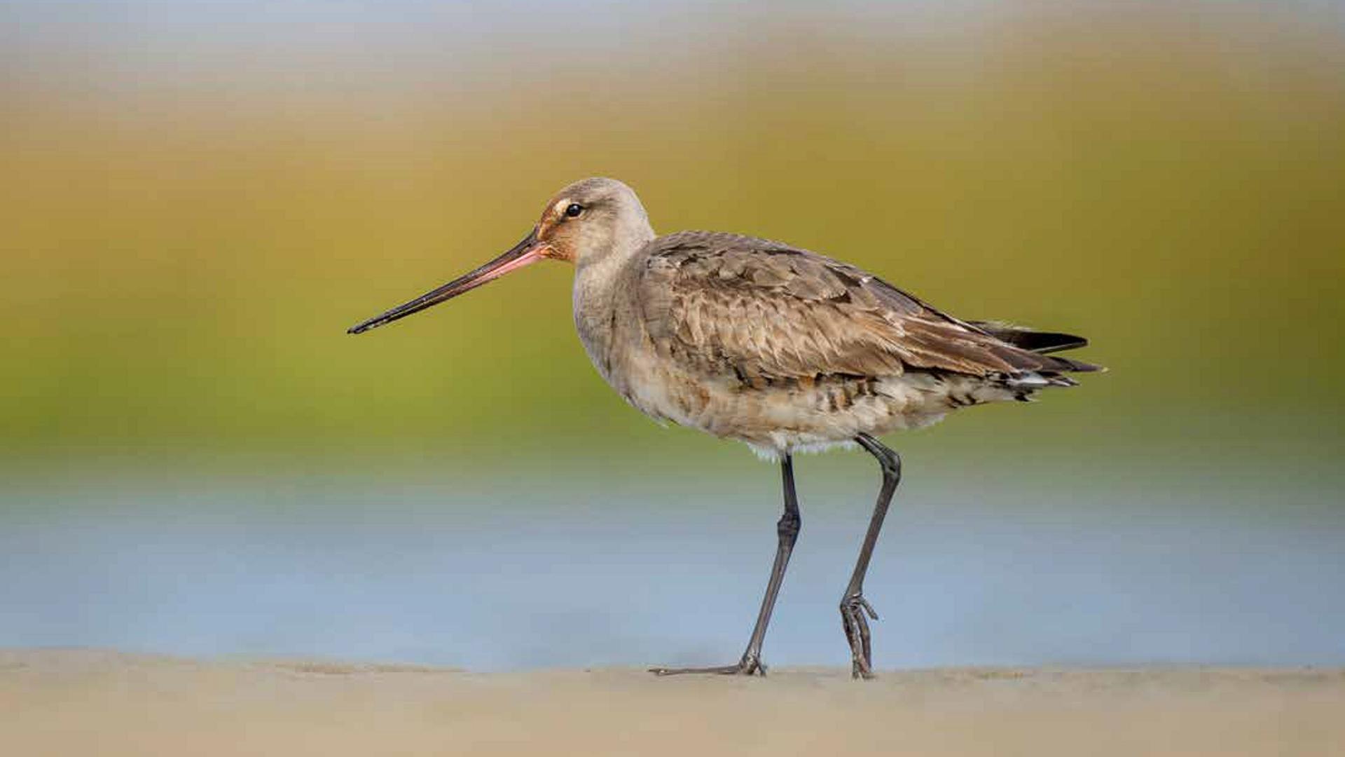 A long-billed shorebird standing on sandy ground with a blurred background of water and greenery, captured in sharp detail.