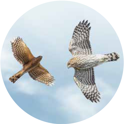 Two hawks are soaring in a clear blue sky, captured in sharp detail.