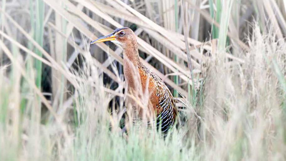 A long-legged bird with a slender beak stands camouflaged among tall grasses and reeds.