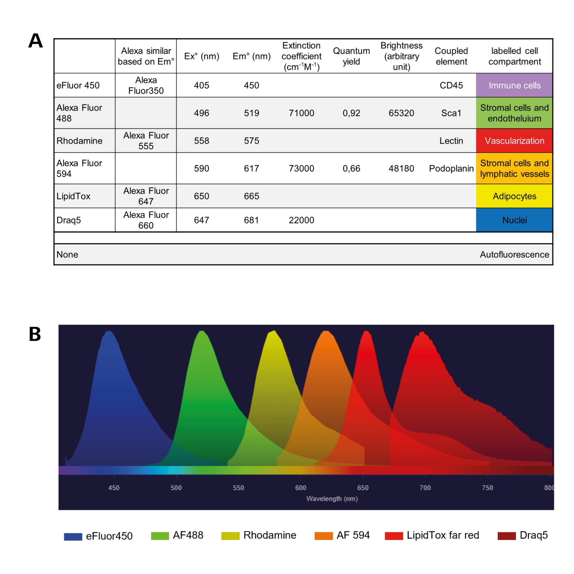 Spectro Viewer Multiphoton Multispectral Imaging with Single Wavelength Excitation