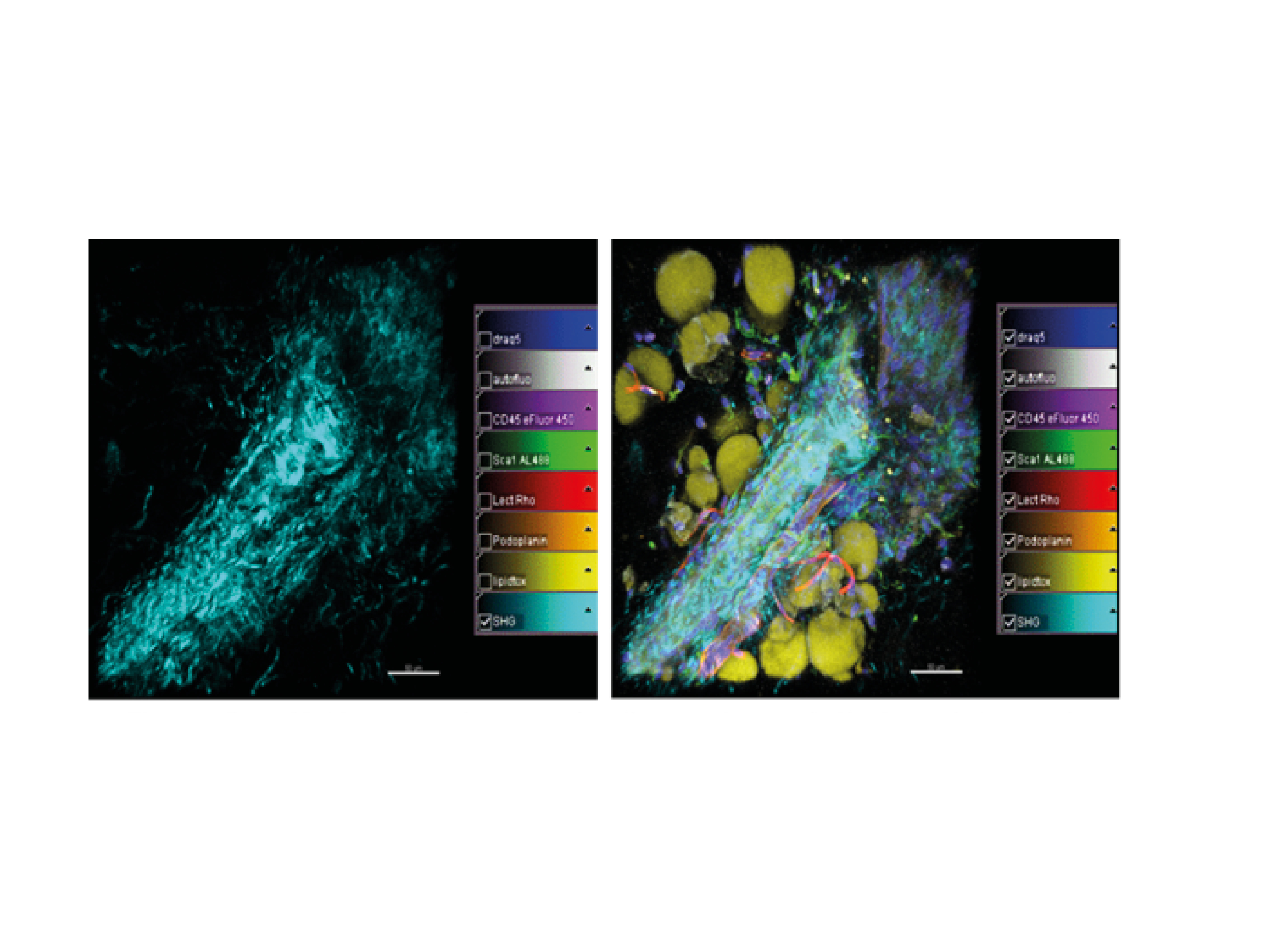 Multiphoton Multispectral Imaging with Single Wavelength Excitation