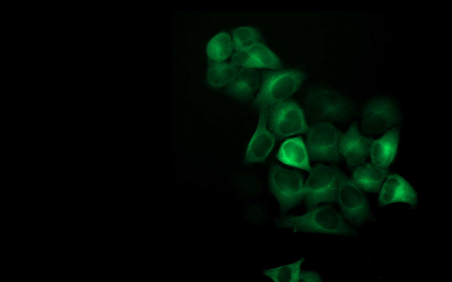 Cytotoxicity Assay | Widefield