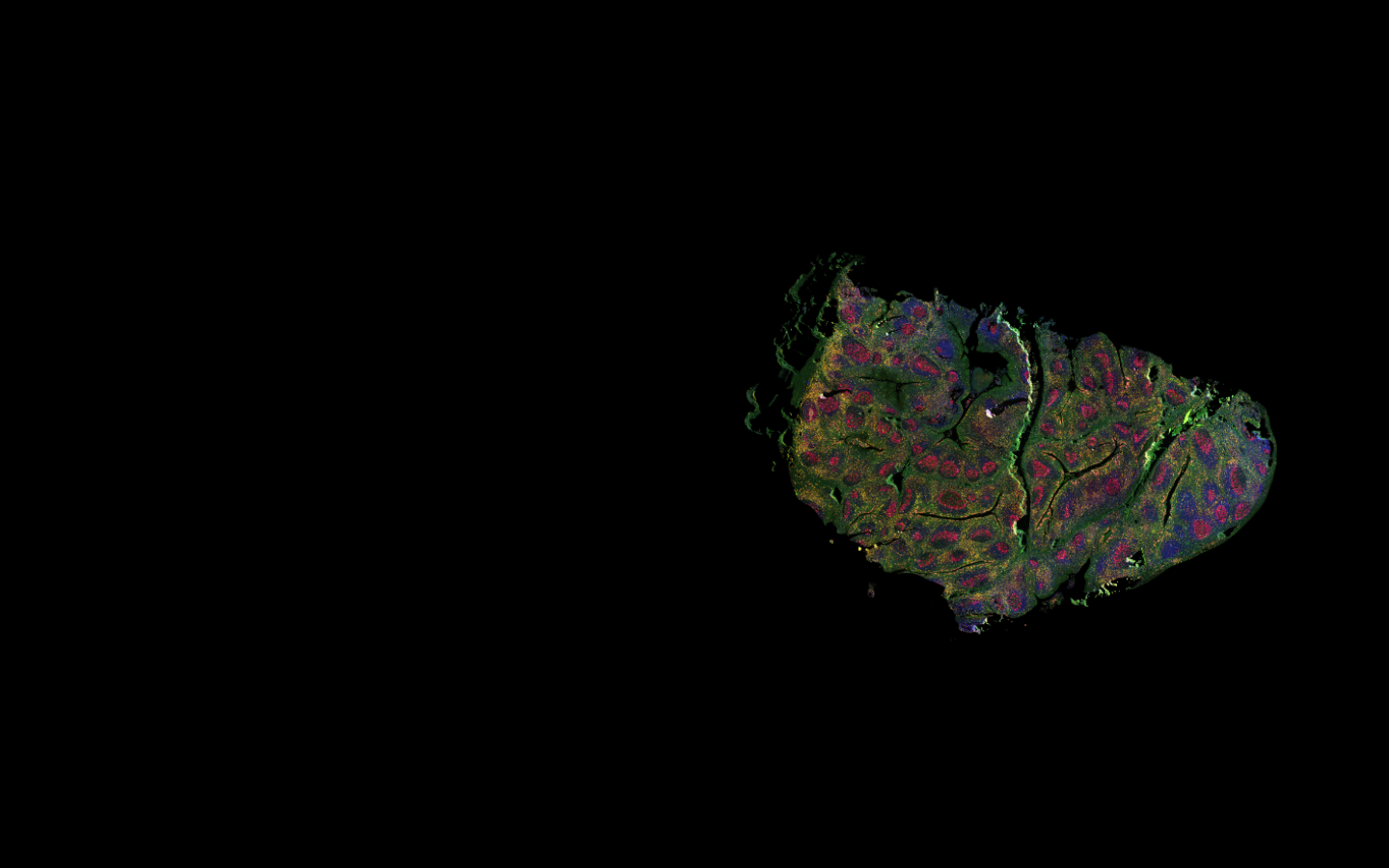 3D Spatialomics | LSM 990