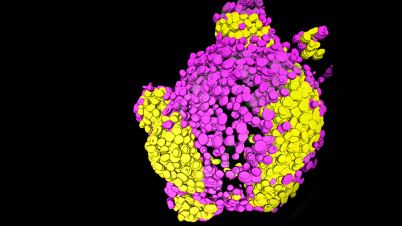 spheroids
