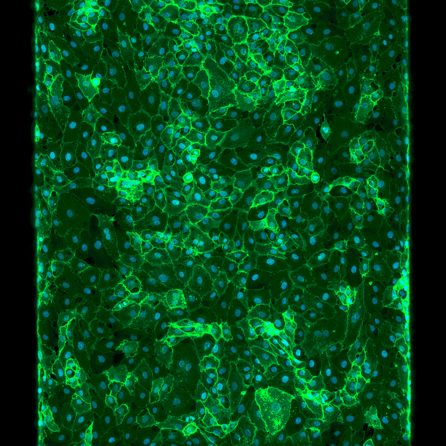 Revolutionizing Drug Discovery with 3D Microscopy Models