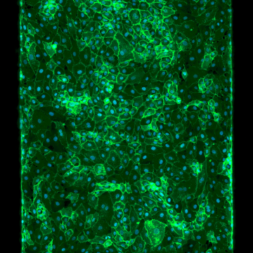 Revolutionizing Drug Discovery with 3D Microscopy Models