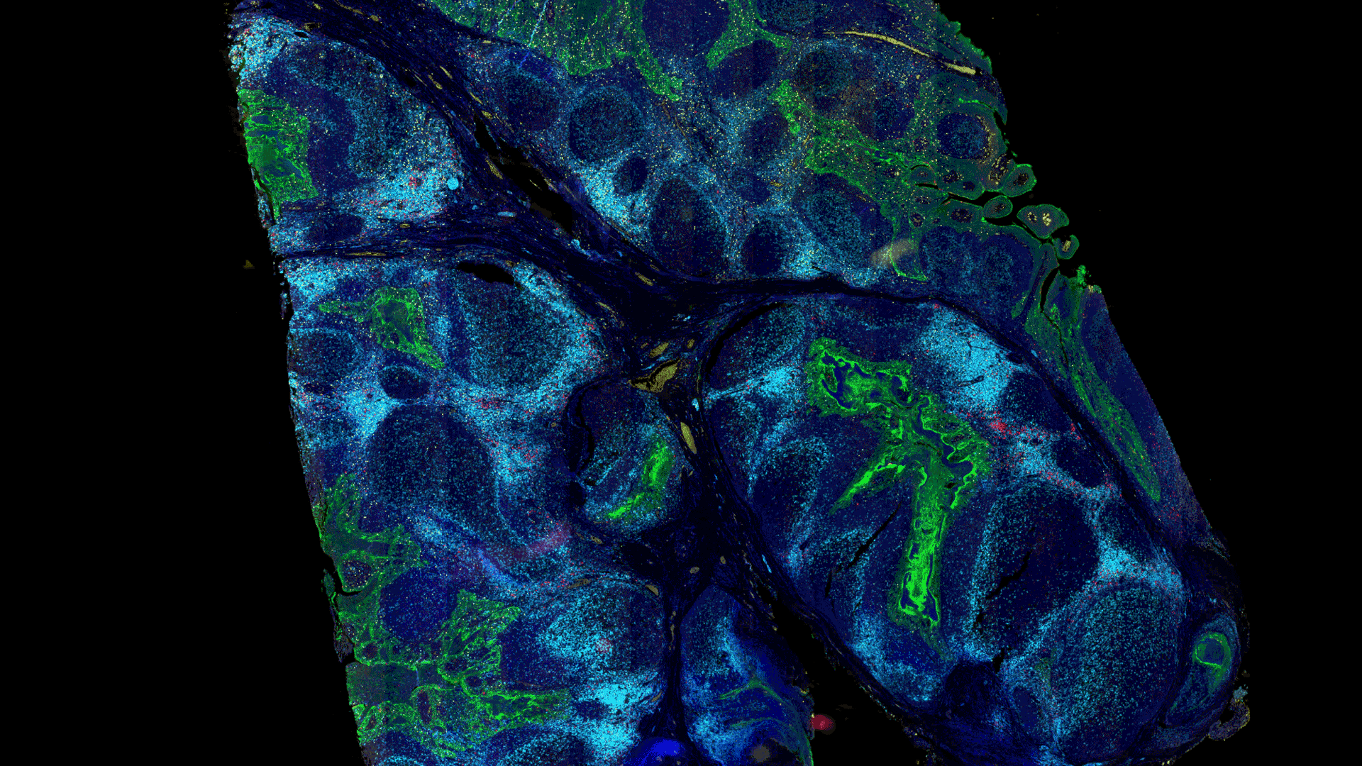 spatial biology image sample