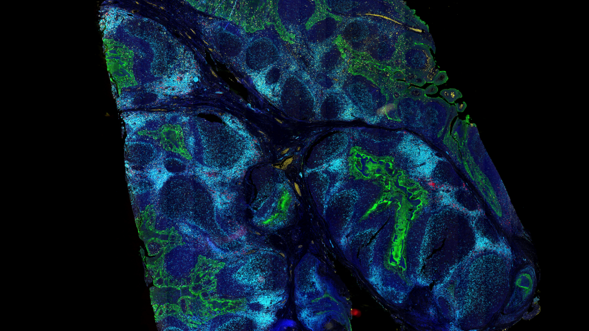 spatial biology image sample