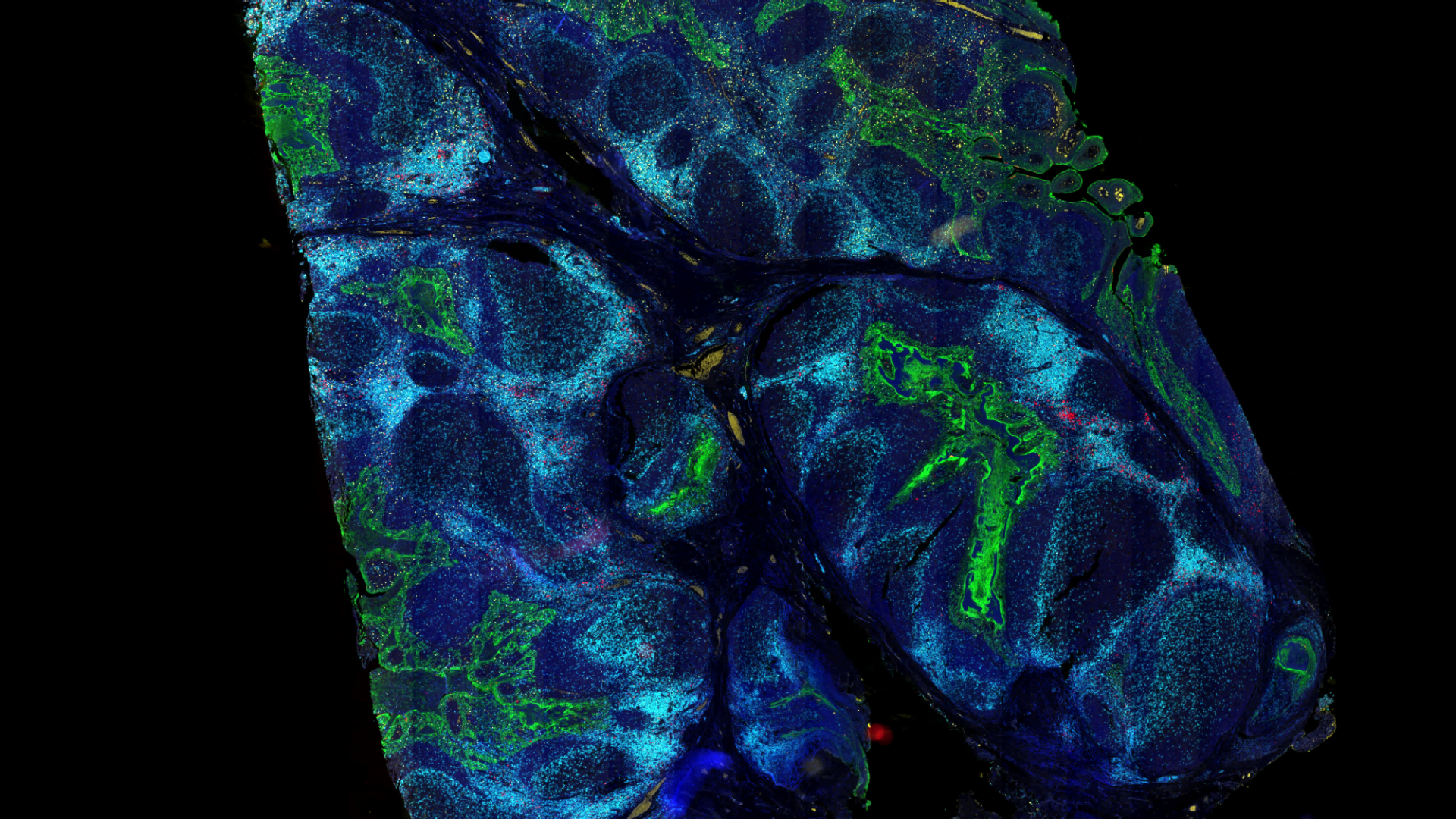 Spatial Biology application image acquired on ZEISS Axioscan 7