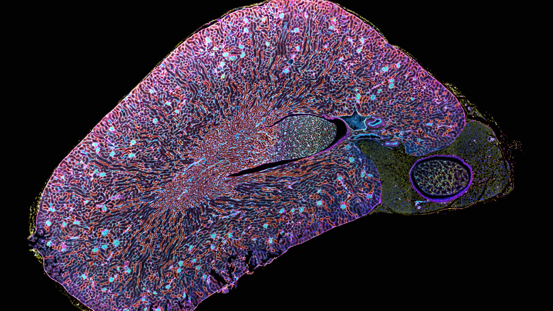 5 μm FFPE section of mouse kidney simultaneously stained with 6 IF markers plus DAPI. Imaged on Axioscan 7 spatial biology for spatial omics applications
