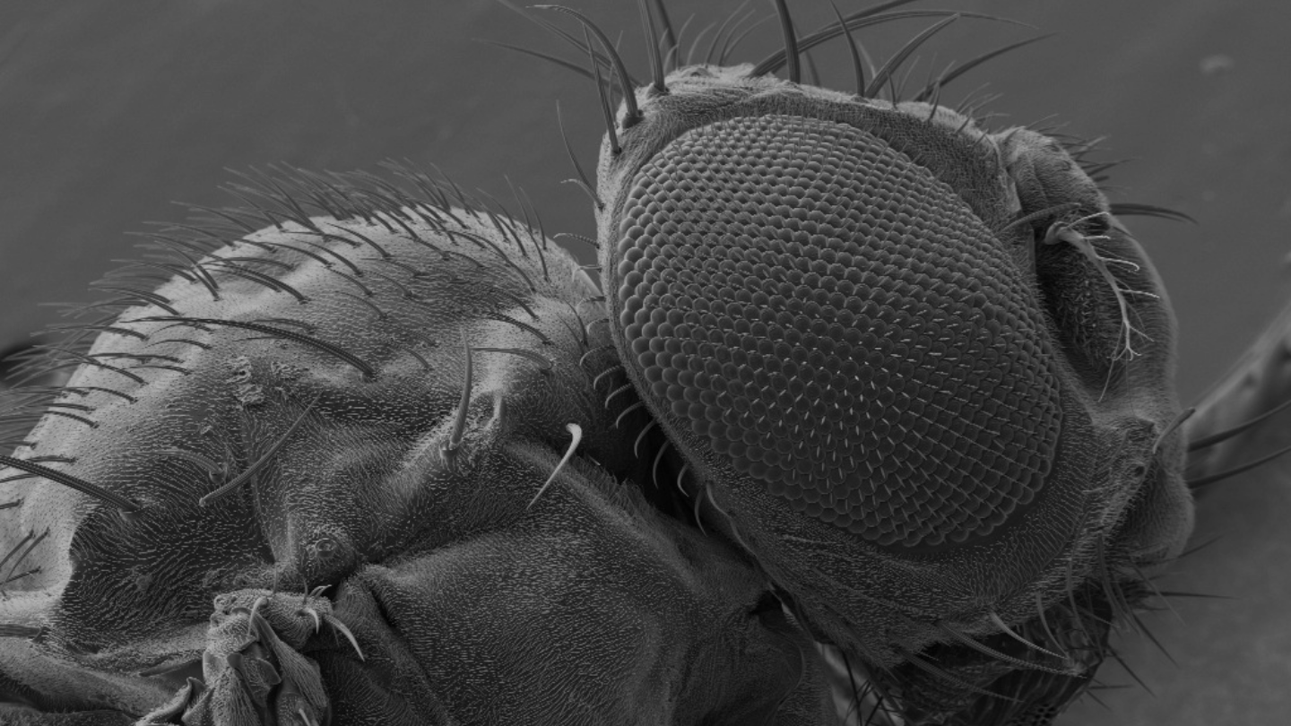 FIB-SEM fruitfly ZEISS Crossbeam